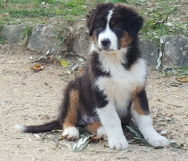 de la montagne des grinchs - Chiots disponibles - Berger Australien